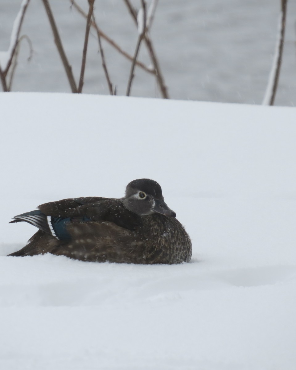 Wood Duck - ML611873604