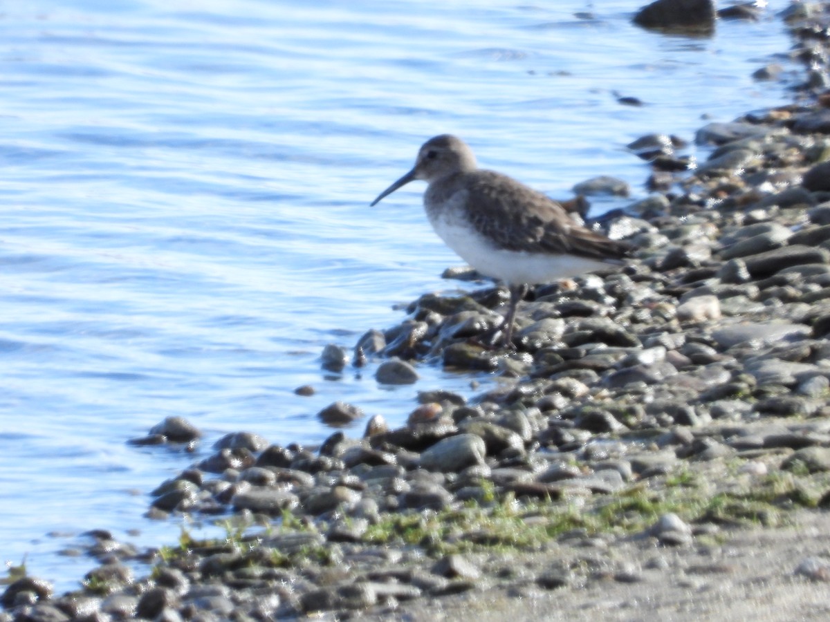 Dunlin - Dawn Inman