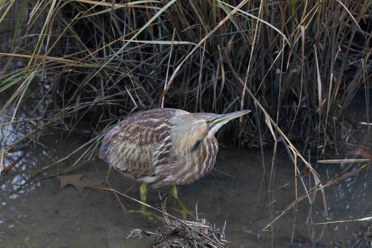 American Bittern - ML611873627