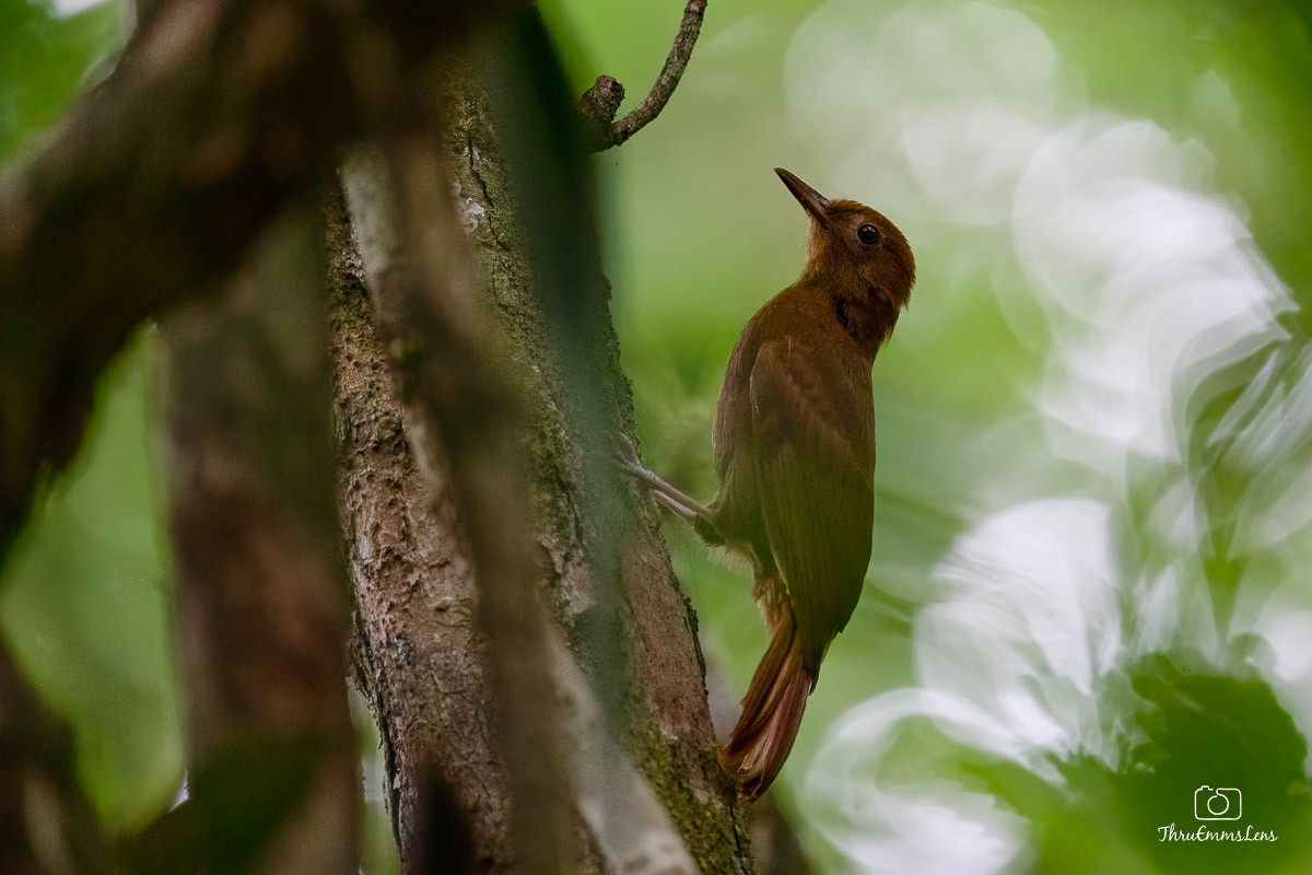 Ruddy Woodcreeper - ML611873677