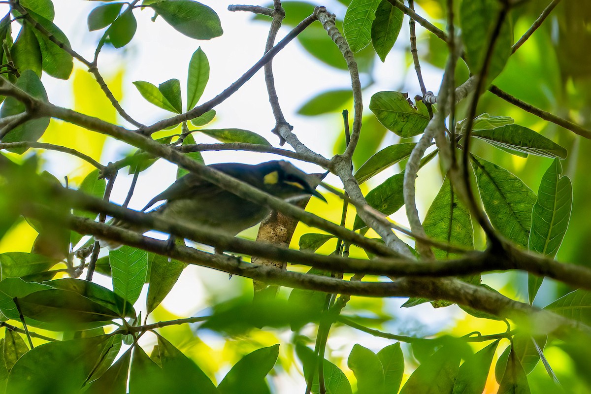 Yellow-spotted Honeyeater - ML611873722