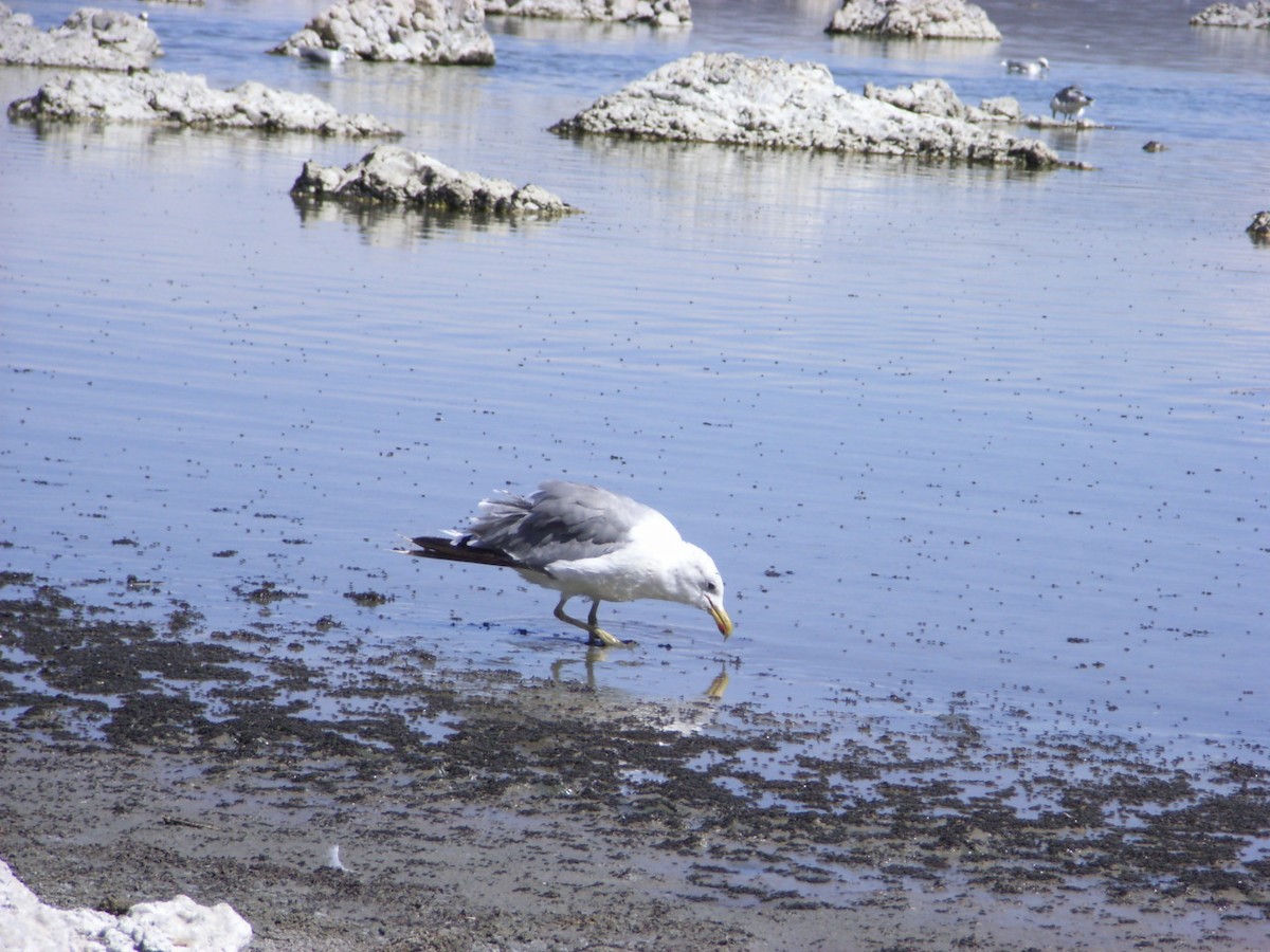 California Gull - ML611873730