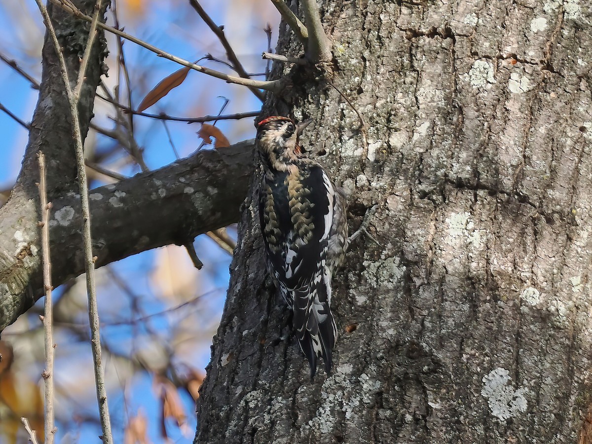 Yellow-bellied Sapsucker - ML611873740