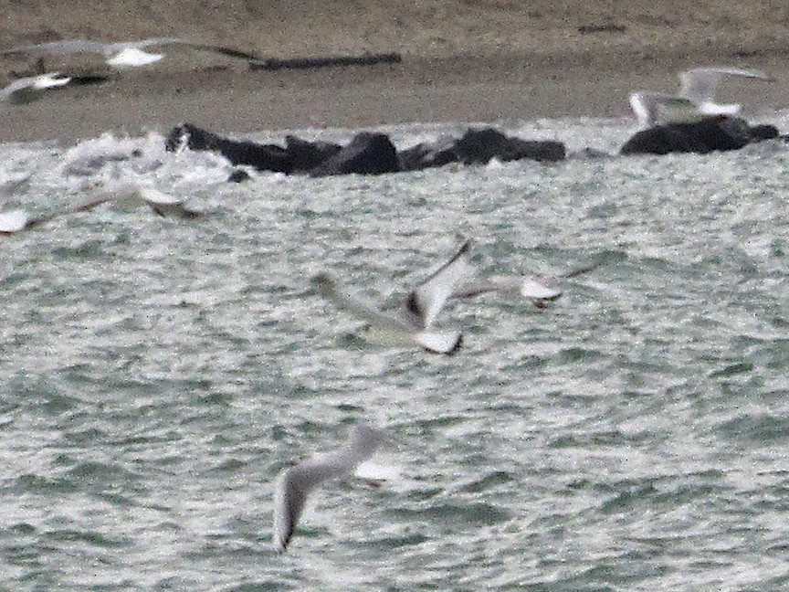 Black-legged Kittiwake - ML611873743