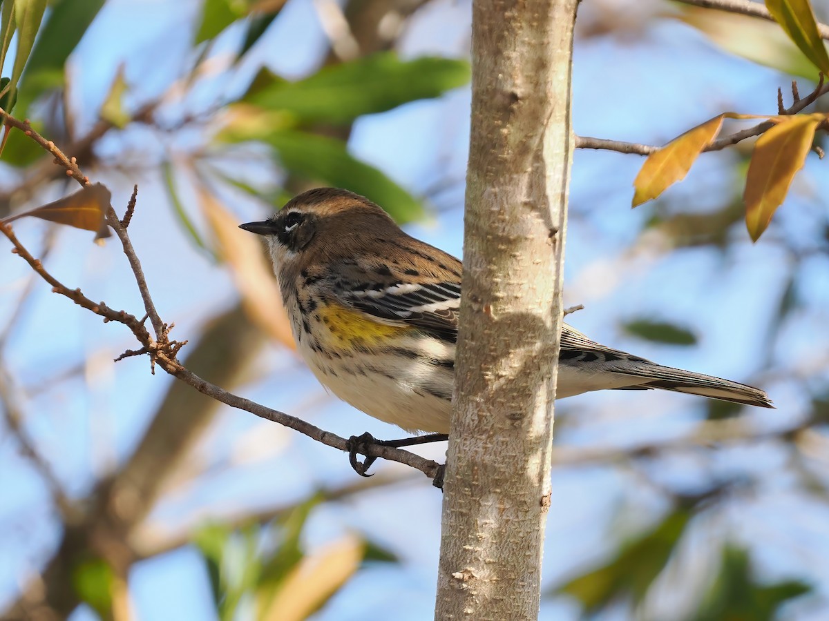 Yellow-rumped Warbler - ML611873749