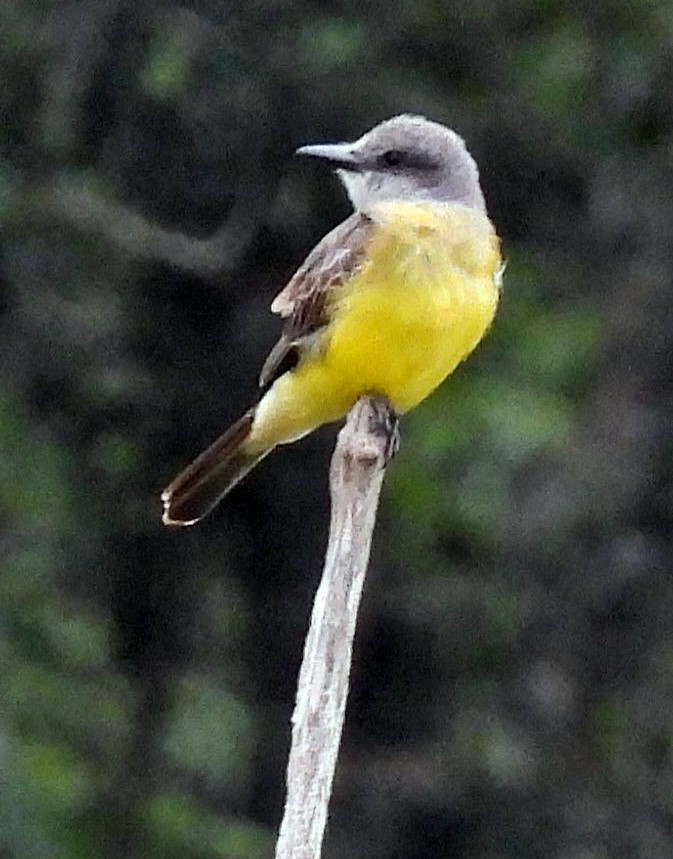 Tropical Kingbird - ML611873787