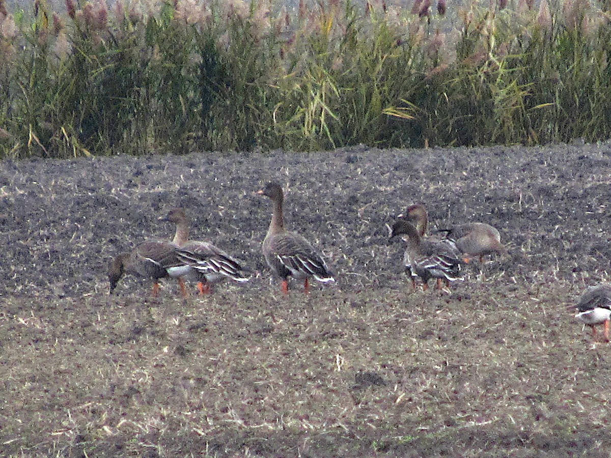 Tundra Bean-Goose - Pietro Melandri