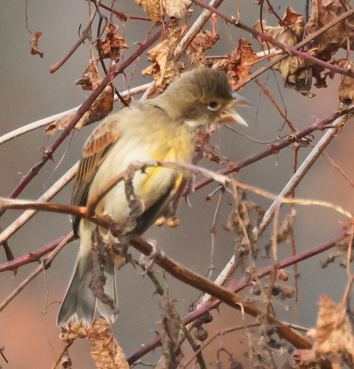 Dickcissel d'Amérique - ML611873833