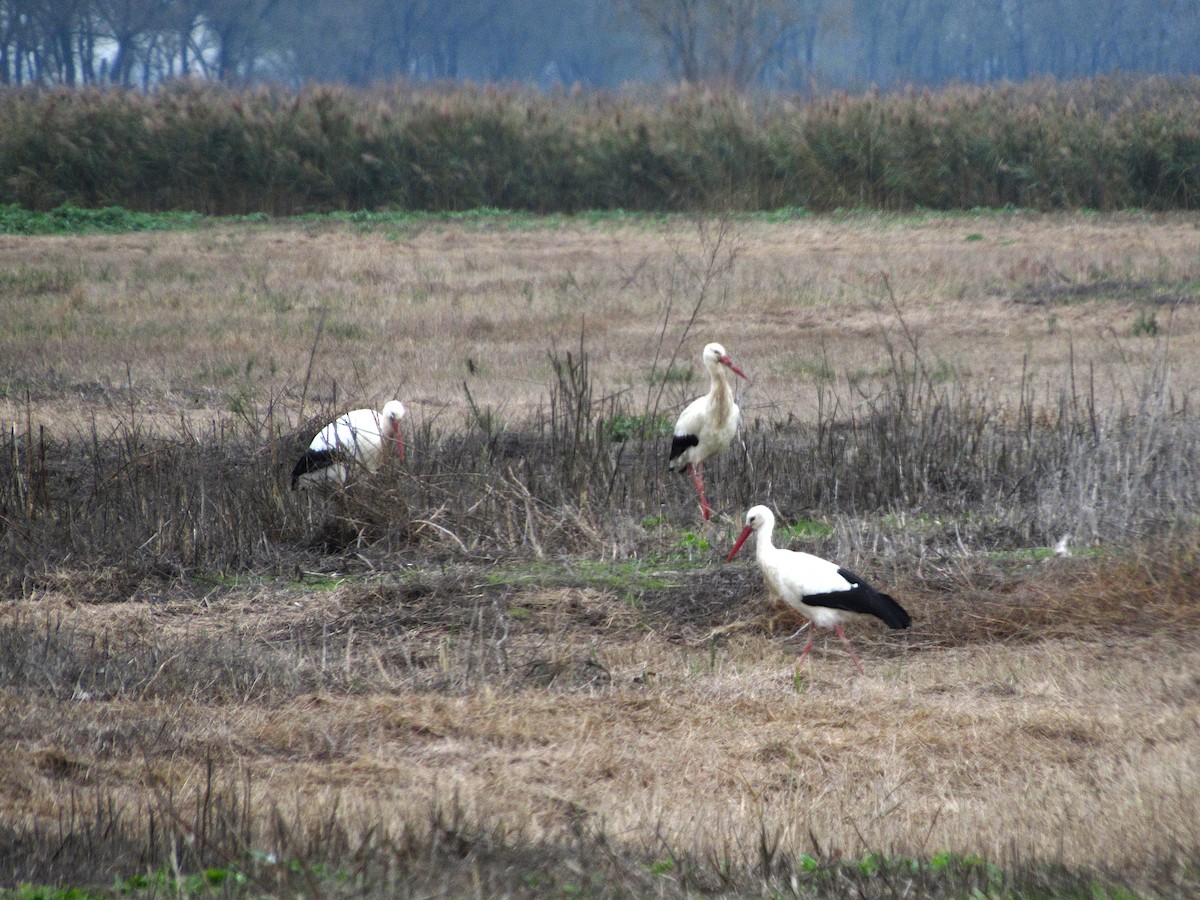 White Stork - Pietro Melandri