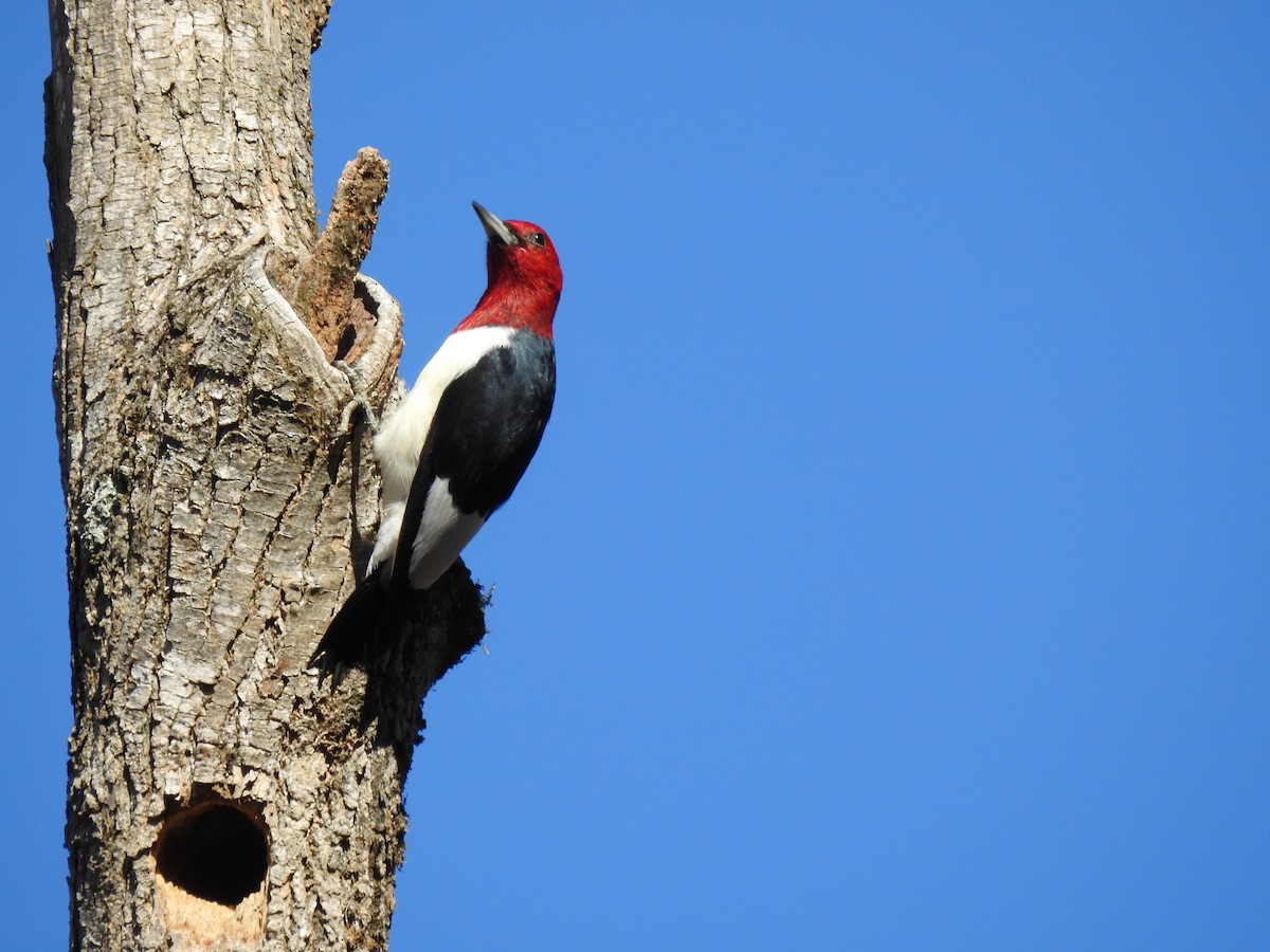 Red-headed Woodpecker - ML611873925