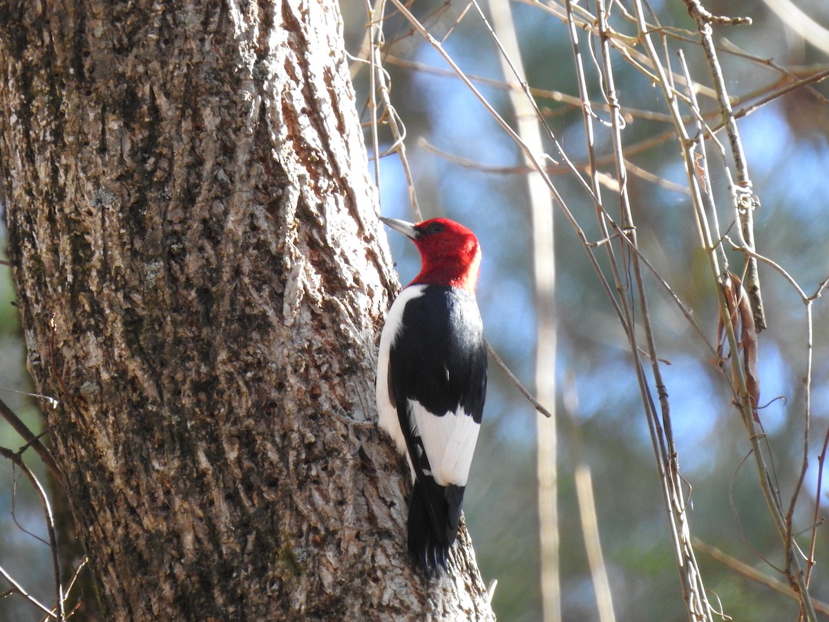 Red-headed Woodpecker - ML611873926