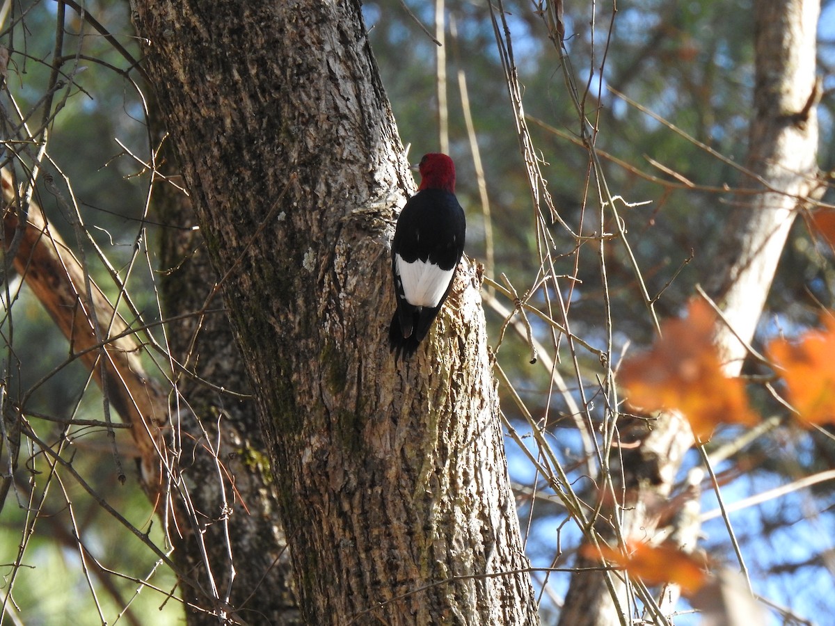 Red-headed Woodpecker - ML611873927
