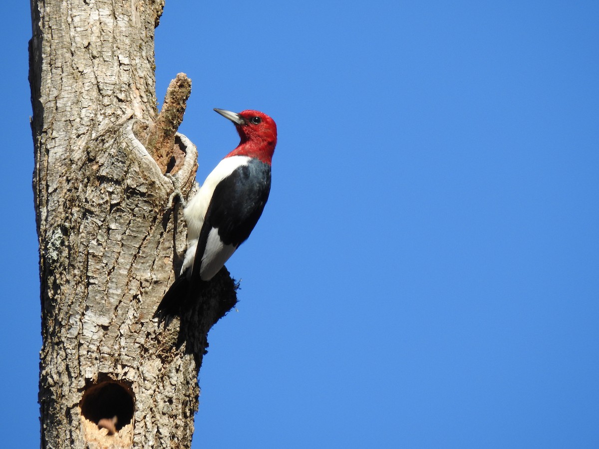 Red-headed Woodpecker - ML611873928