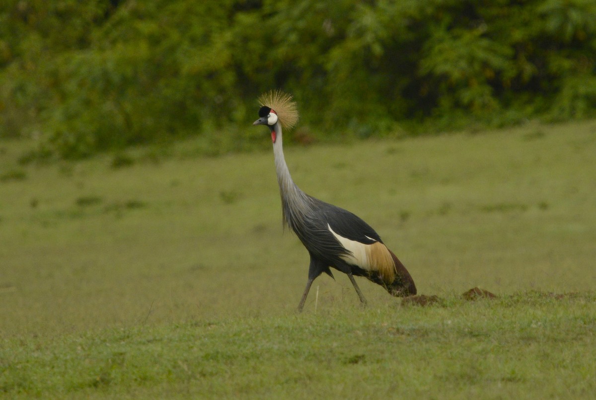 Gray Crowned-Crane - ML611874091