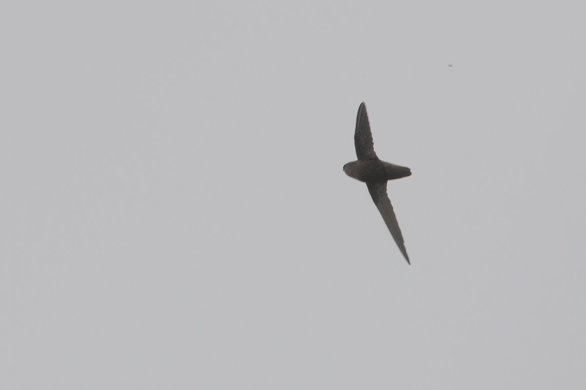 Rothschild's Swift - ML611874096