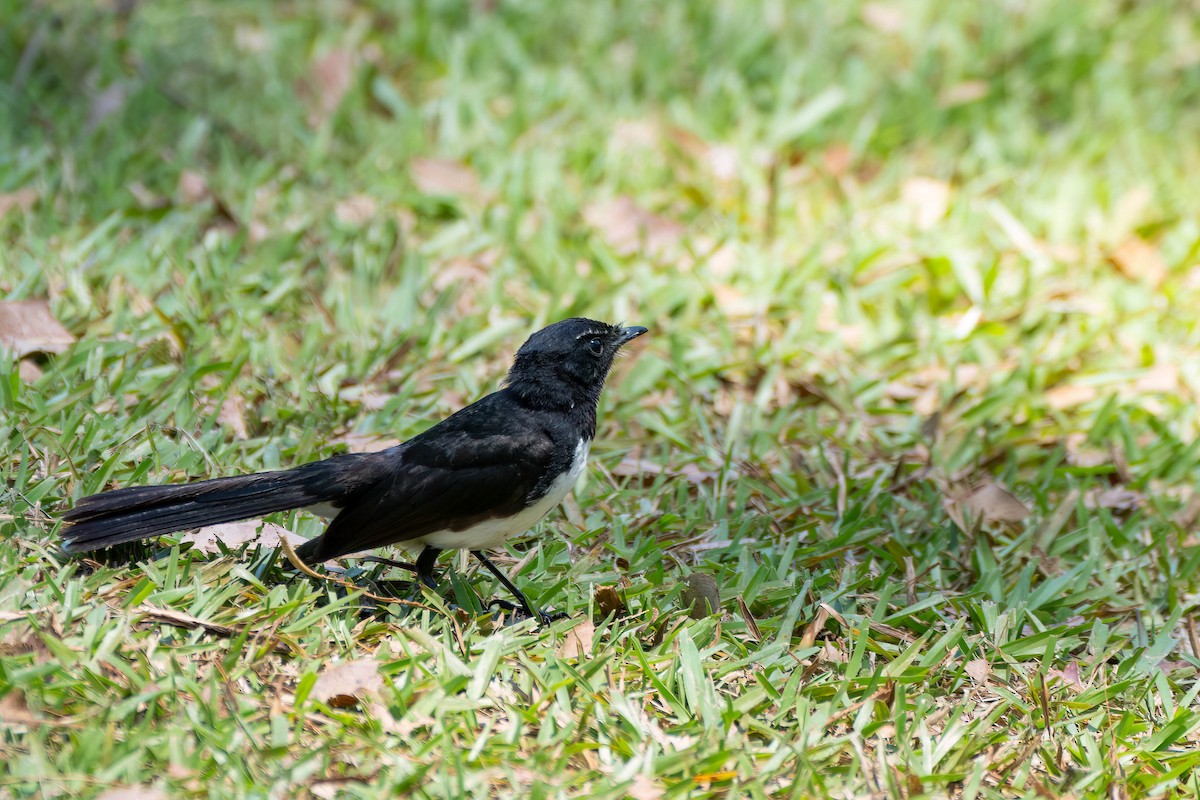 Willie-wagtail - ML611874208