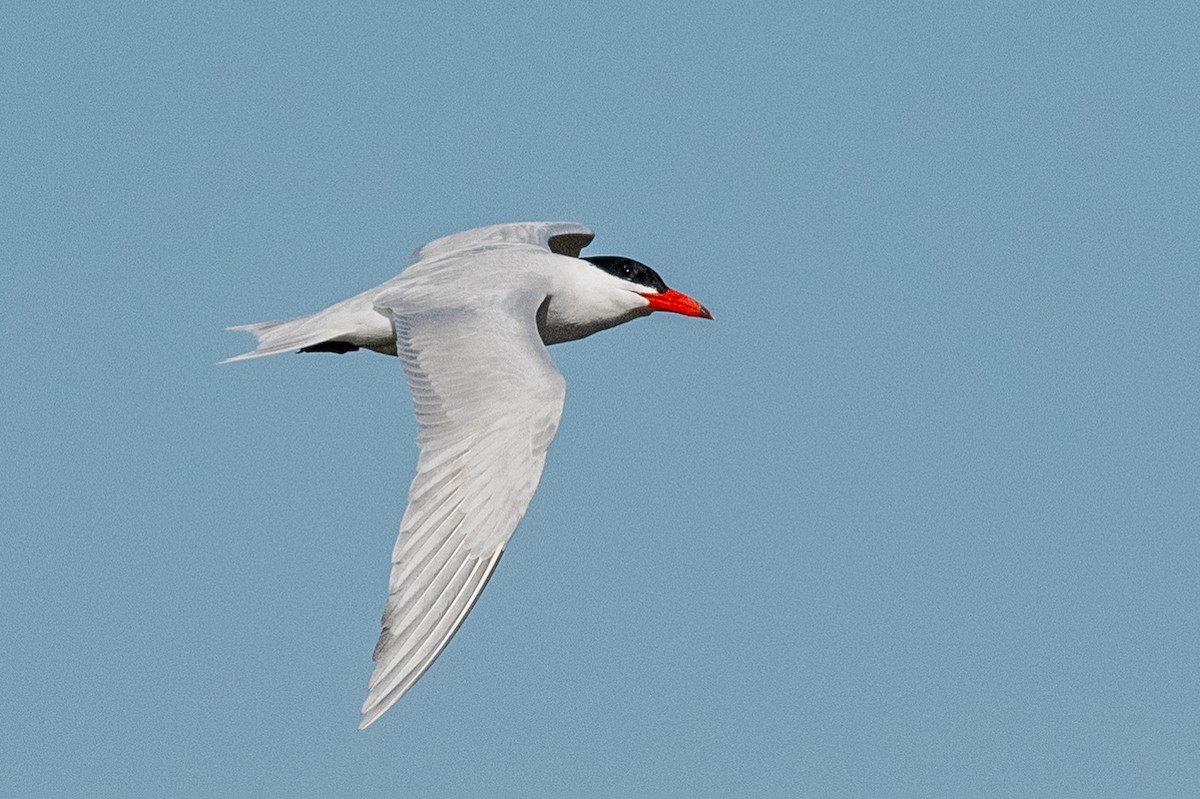 Caspian Tern - ML611874303