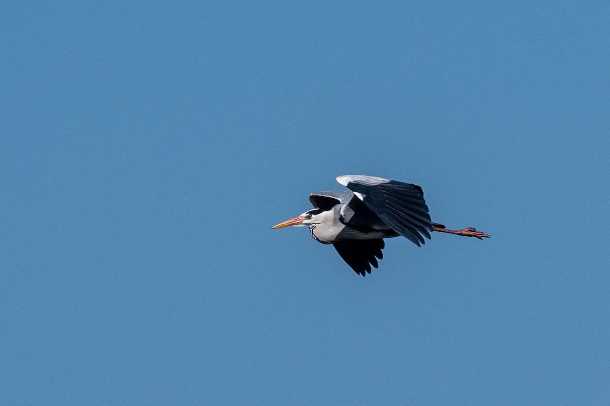 Gray Heron - ML611874309