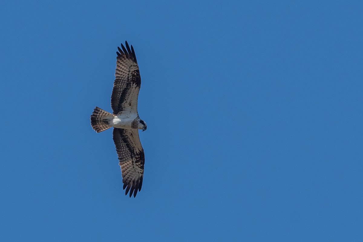 Osprey (haliaetus) - ML611874316