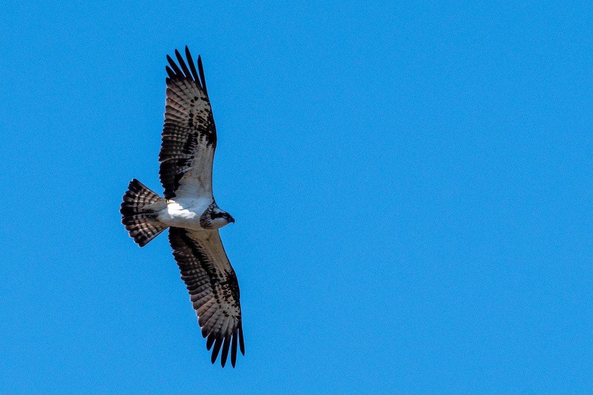 Osprey (haliaetus) - ML611874317