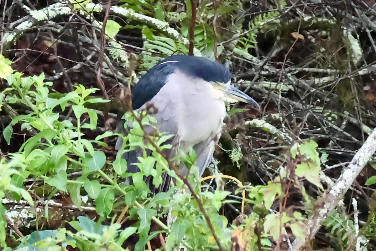 Black-crowned Night Heron - ML611874494