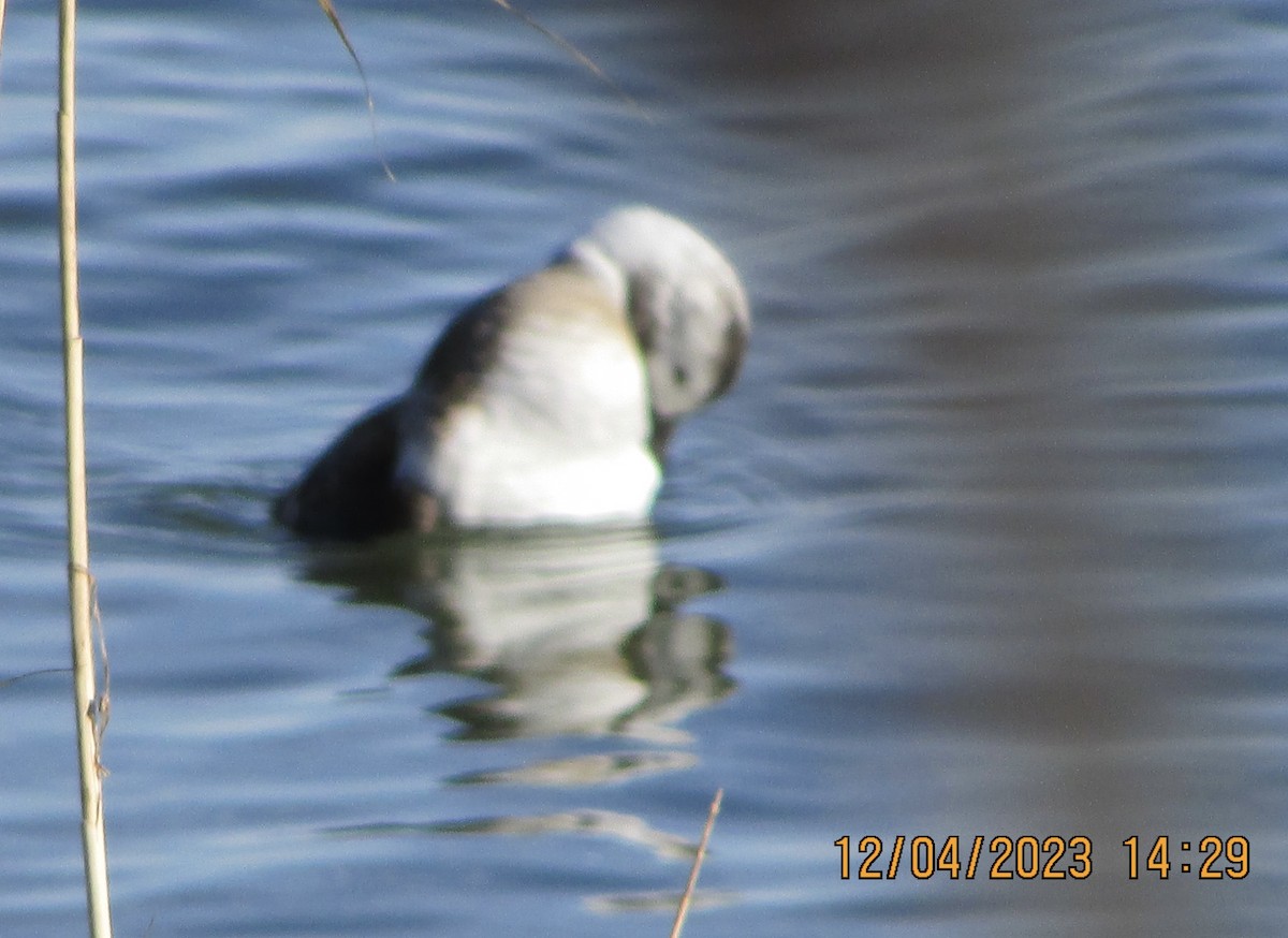 Long-tailed Duck - ML611874542