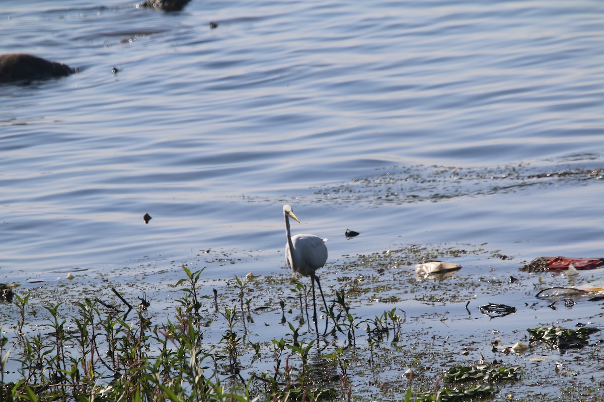 Great Egret - ML611874598