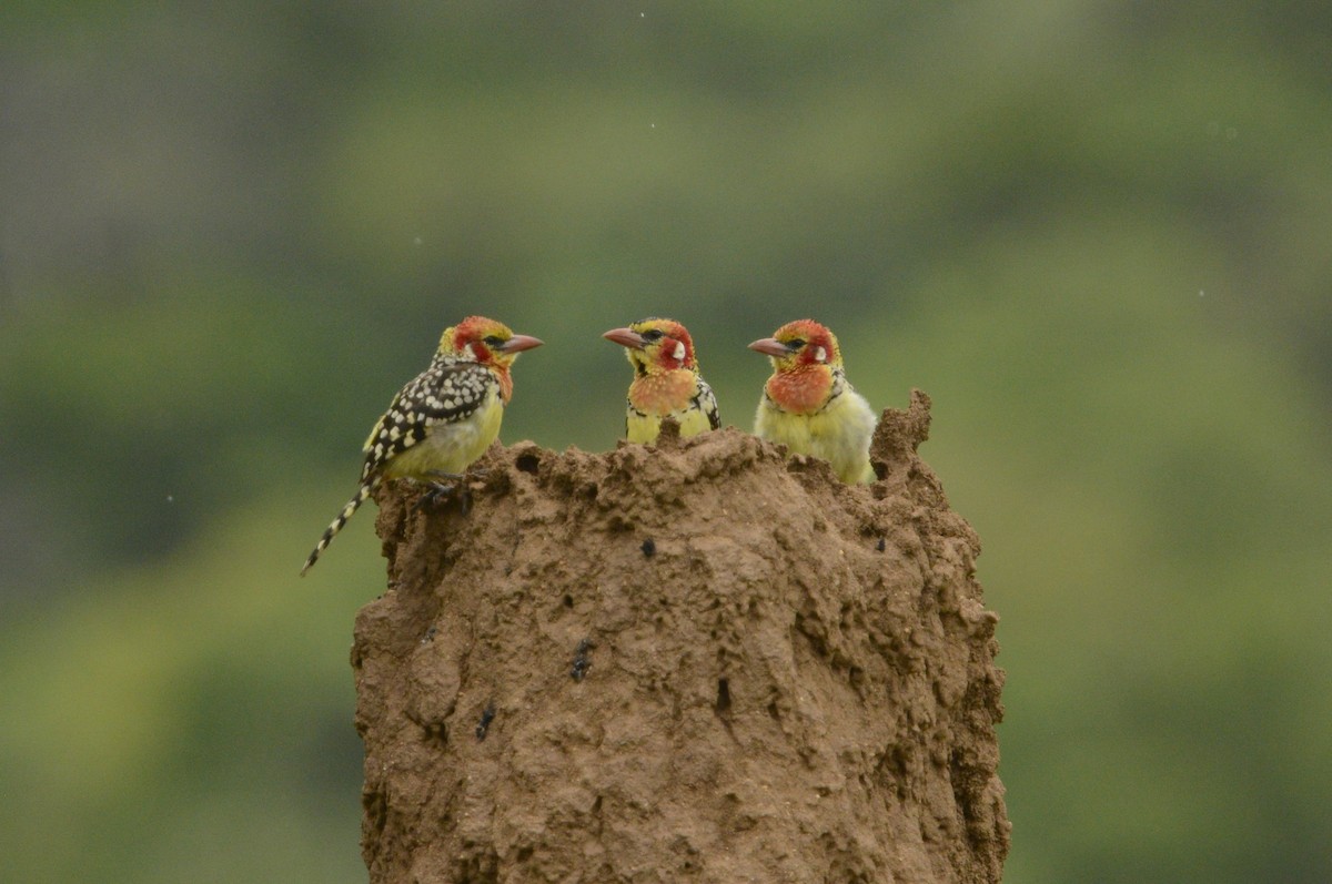 Red-and-yellow Barbet - ML611874602