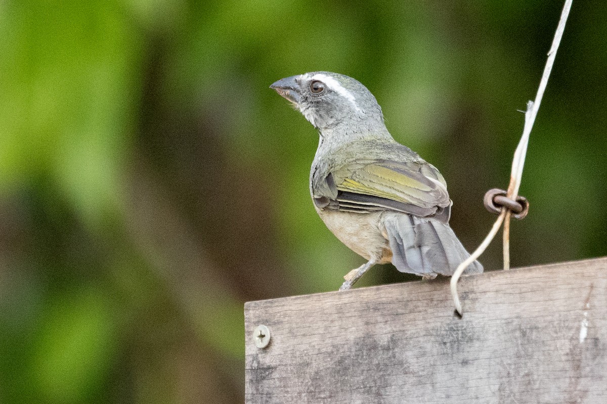 Green-winged Saltator - Sue Wright