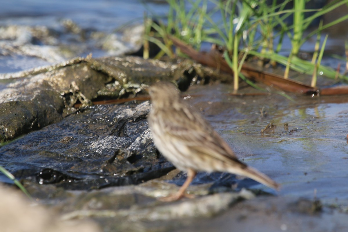 Red-throated Pipit - ML611874641