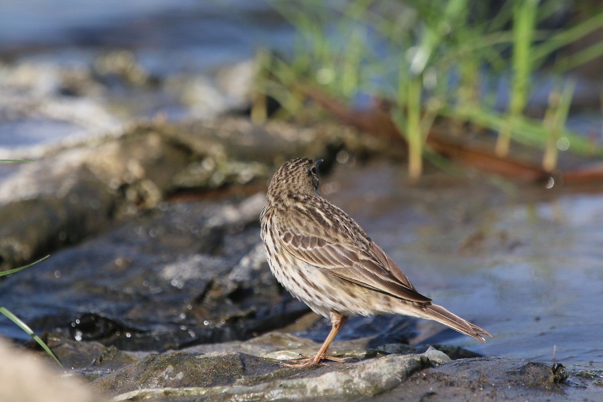 Red-throated Pipit - ML611874642