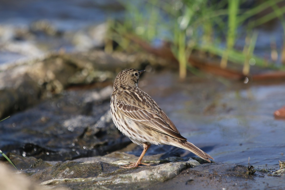 Red-throated Pipit - ML611874643