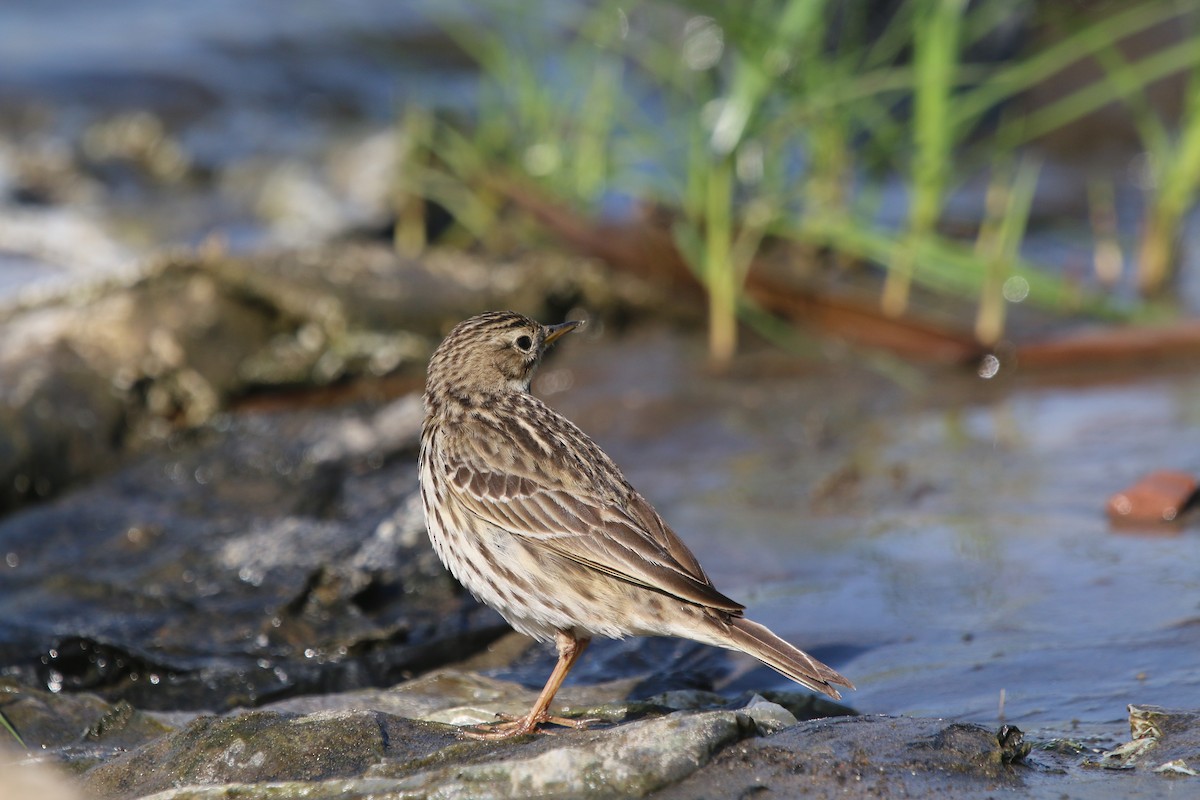 Red-throated Pipit - ML611874644