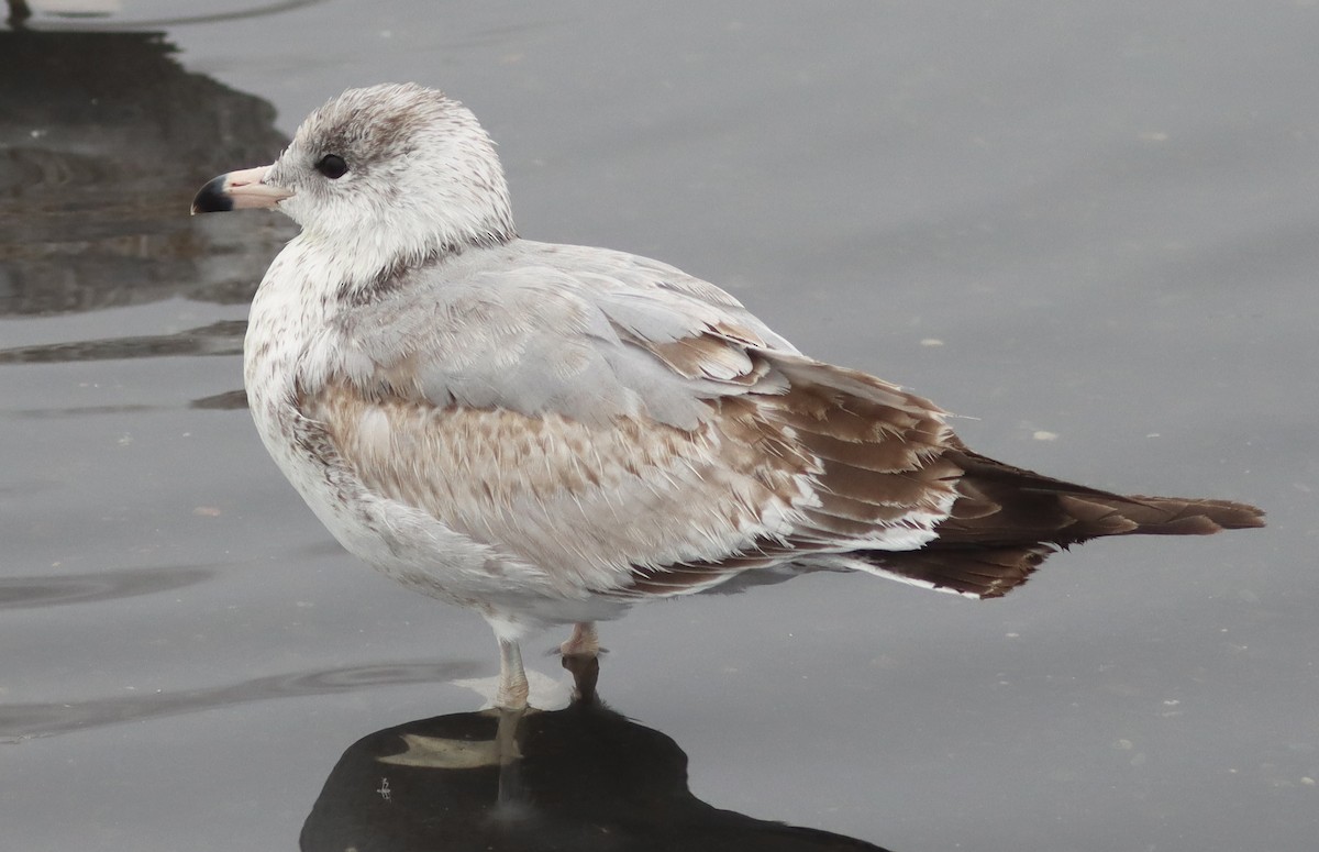 Ring-billed Gull - ML611874658