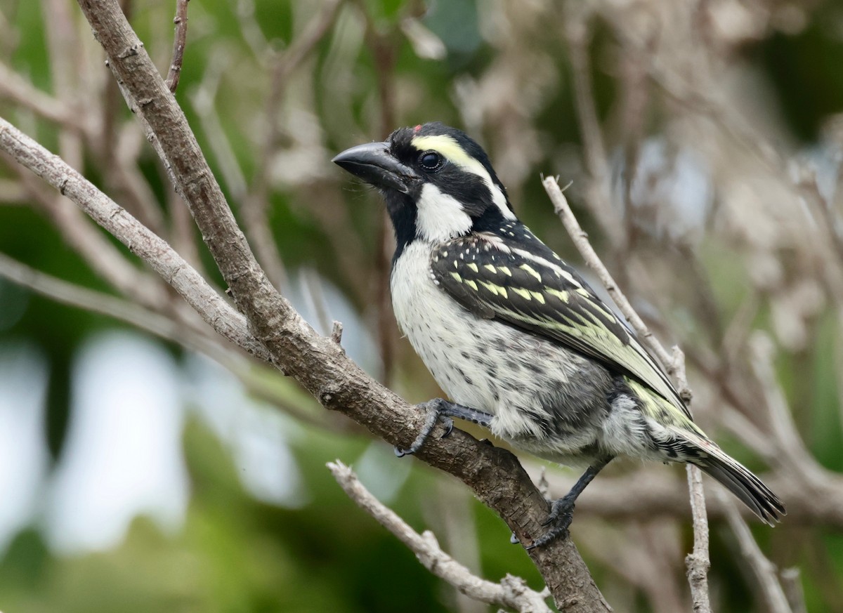 Pied Barbet - ML611874674