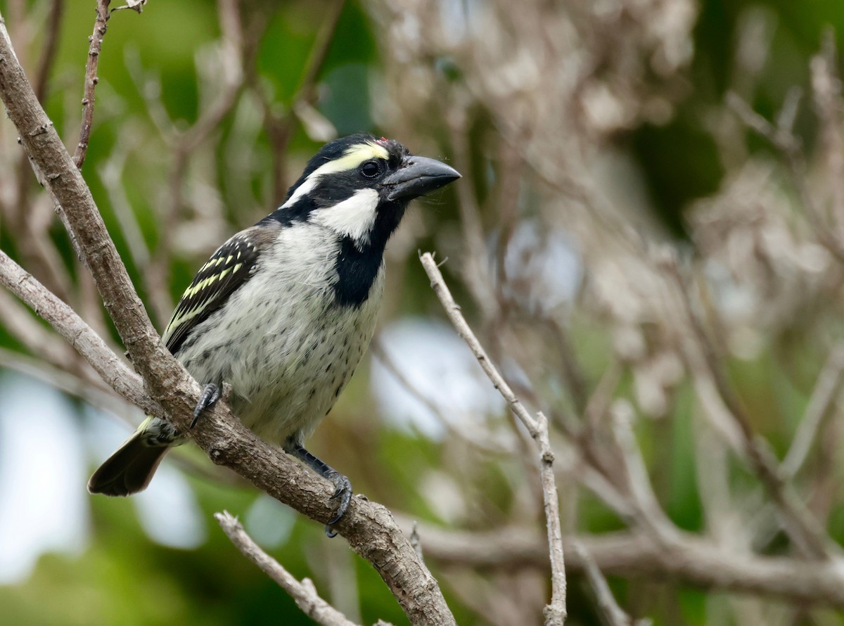 Pied Barbet - ML611874676