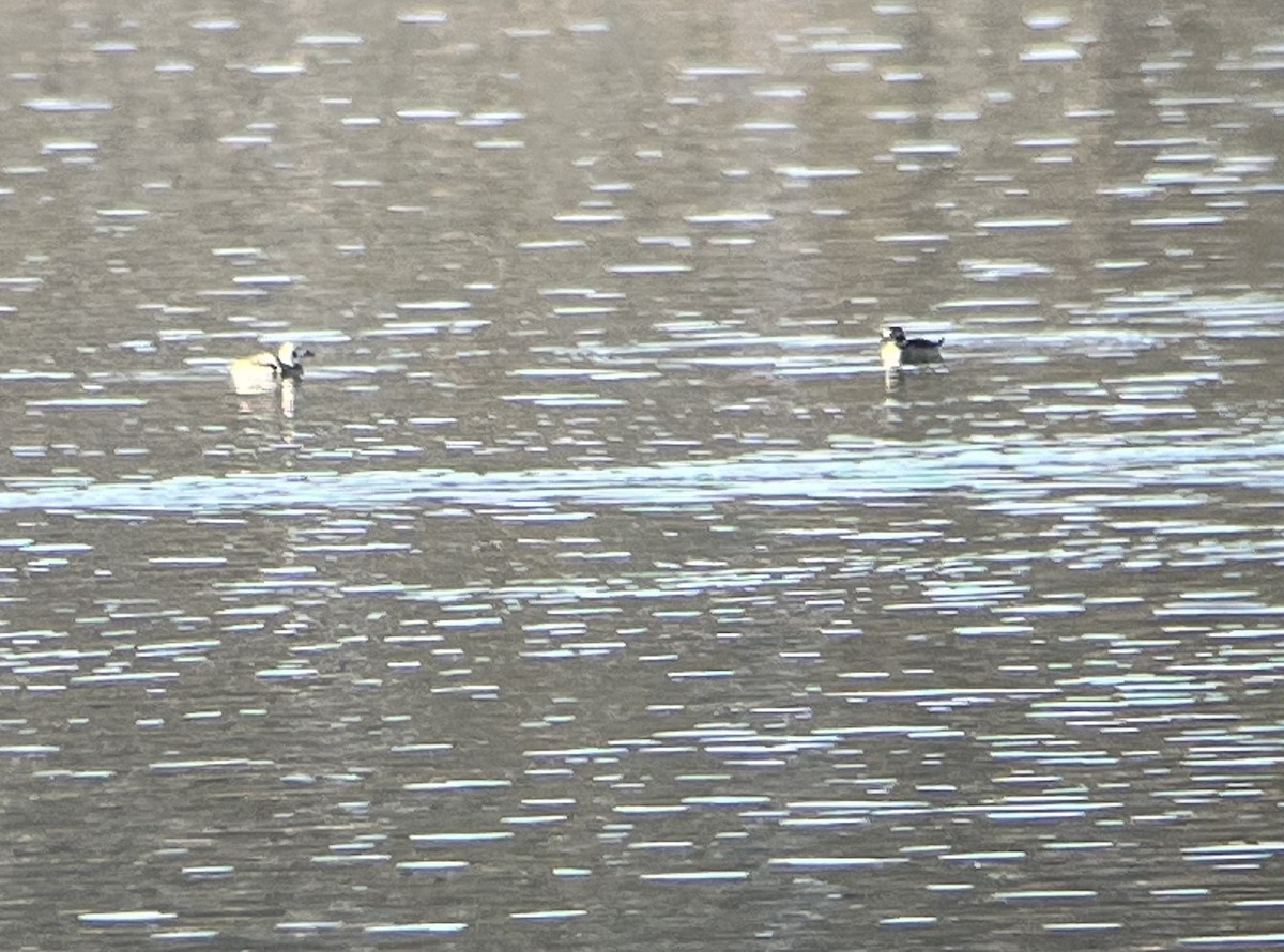 Long-tailed Duck - Brent Farnsworth