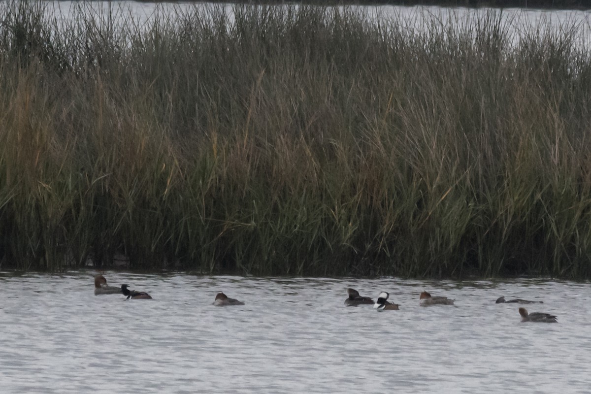 Hooded Merganser - ML611874901