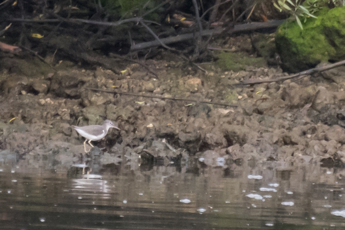 Spotted Sandpiper - ML611874943