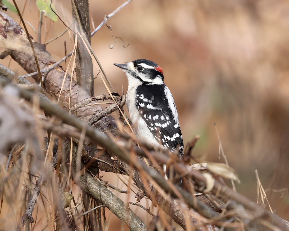 Downy Woodpecker - ML611874946