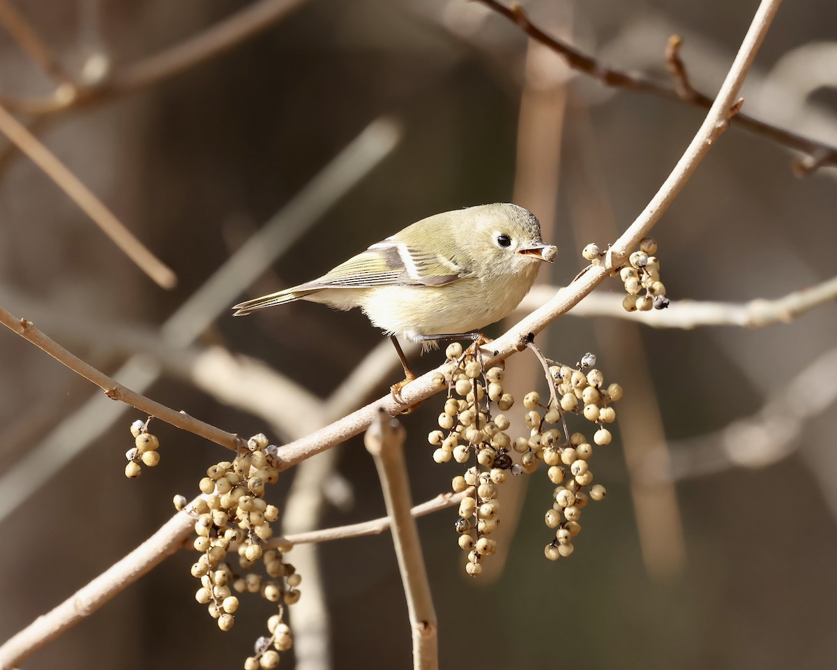 Ruby-crowned Kinglet - ML611874953