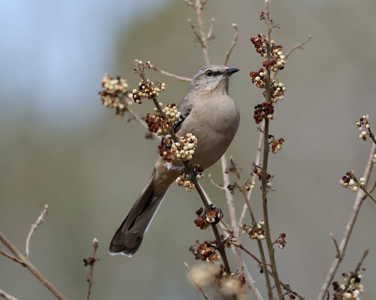 Northern Mockingbird - ML611874966