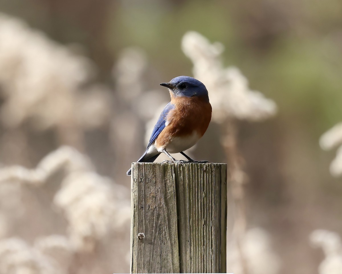 Eastern Bluebird - ML611874968