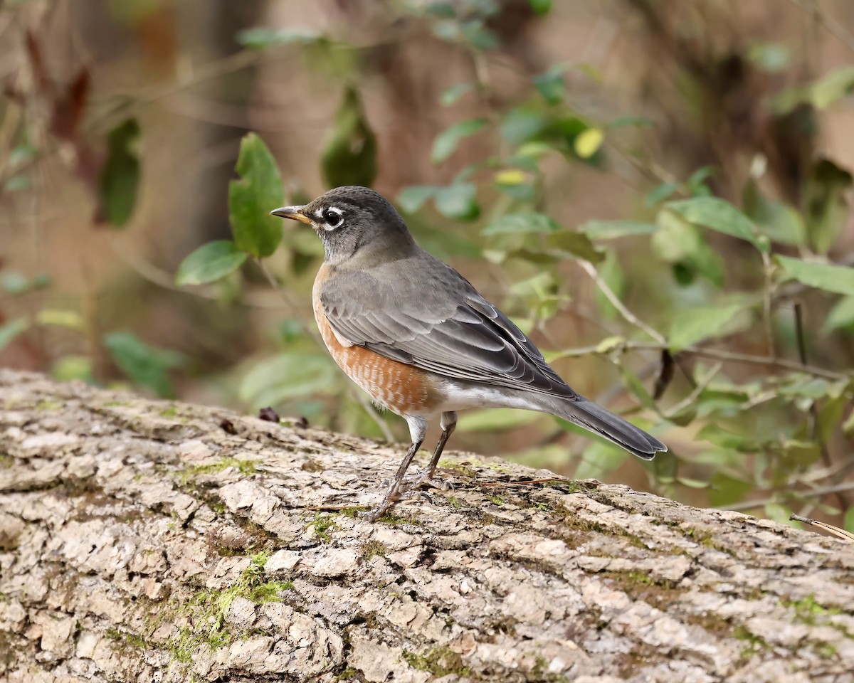 American Robin - ML611874976