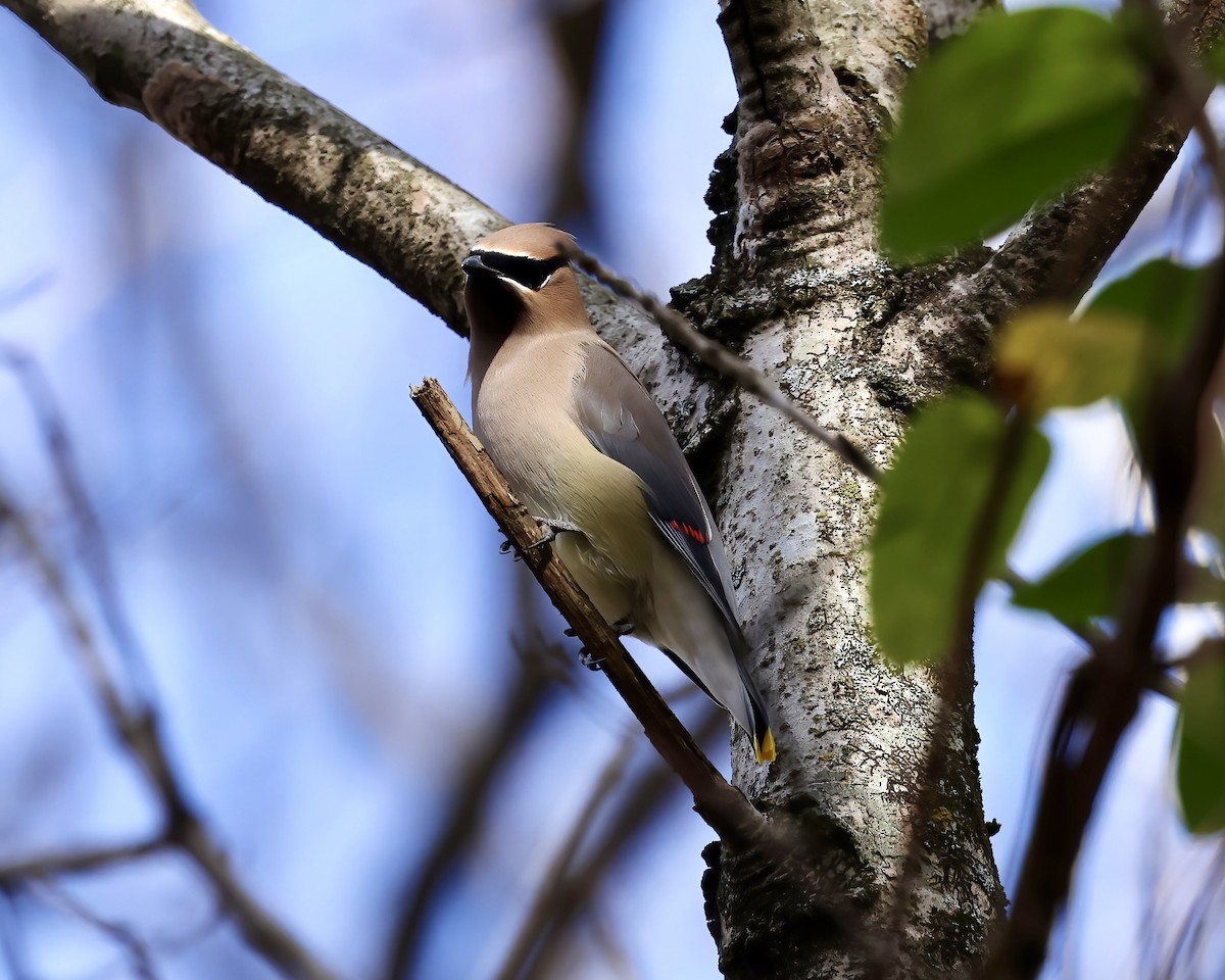 Cedar Waxwing - ML611874979