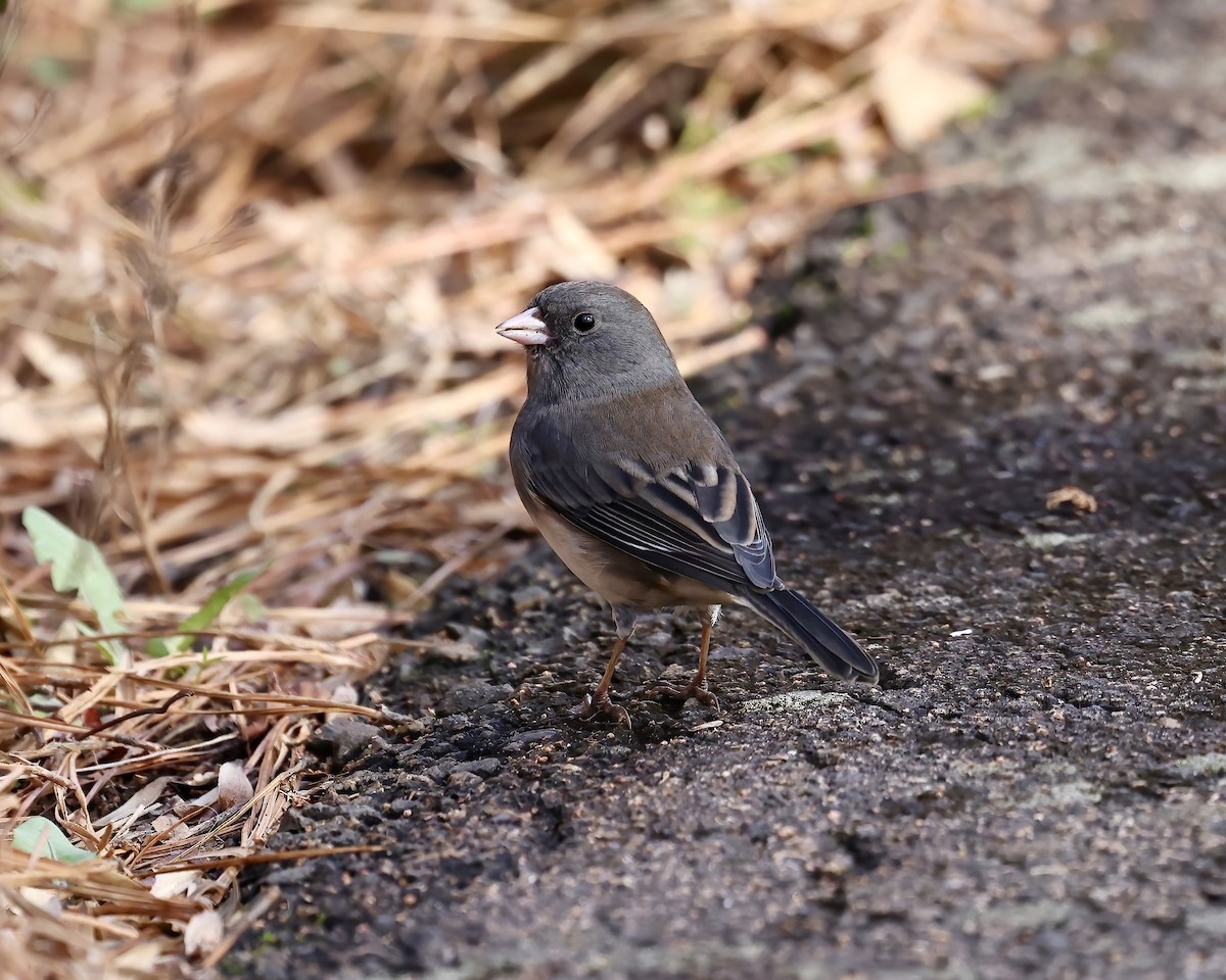 Dark-eyed Junco (Slate-colored) - ML611874987