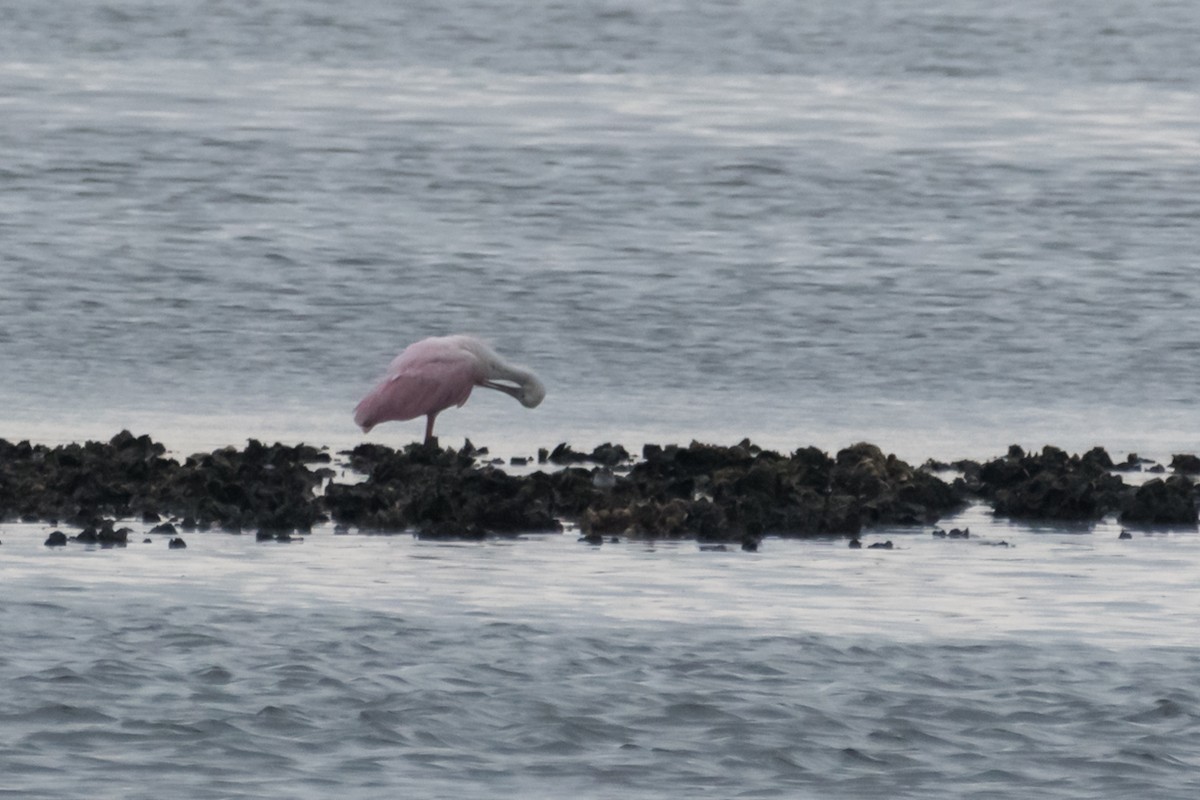 Roseate Spoonbill - ML611874990