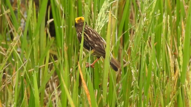 Streaked Weaver - ML611875011