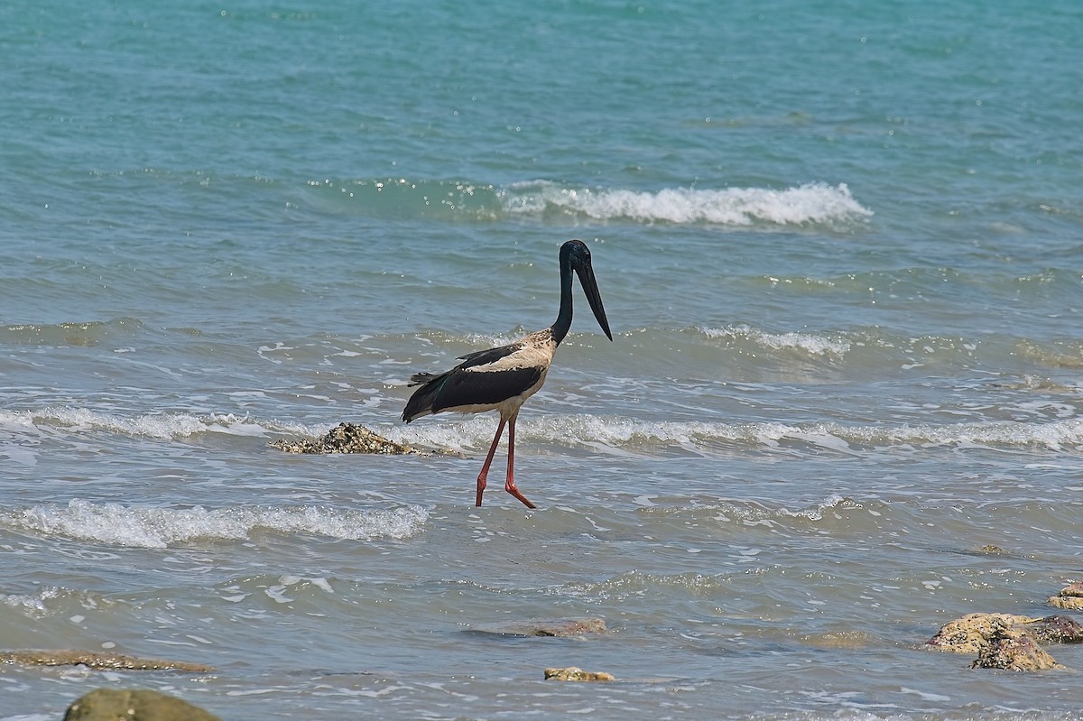 Black-necked Stork - ML611875013