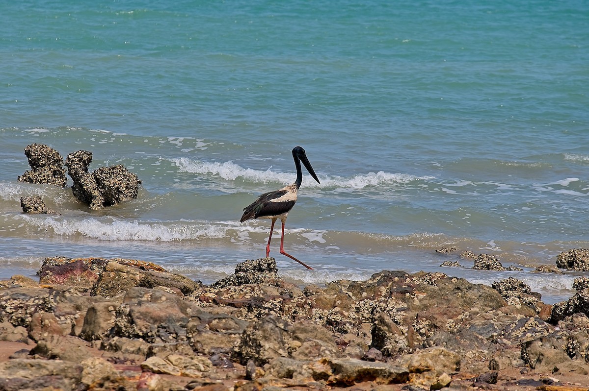 Black-necked Stork - ML611875015